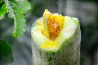 吃瓜西安网红,西安网红吃瓜风云录  第2张