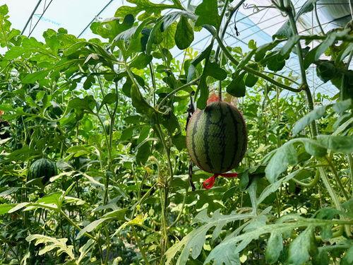 出吃瓜网  第2张