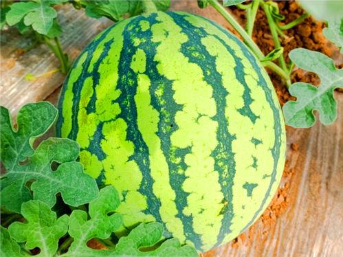 出吃瓜网  第3张