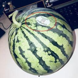 景德镇网红吃瓜,揭秘幕后故事与热门话题  第2张