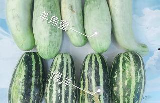 景德镇网红吃瓜,揭秘幕后故事与热门话题  第3张